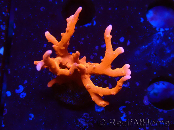WYSIWYG - JF TNT Anacropora