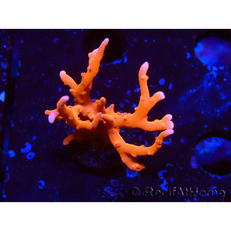 WYSIWYG - JF TNT Anacropora