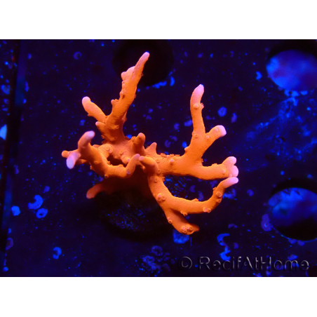 WYSIWYG - JF TNT Anacropora