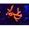 WYSIWYG - JF TNT Anacropora