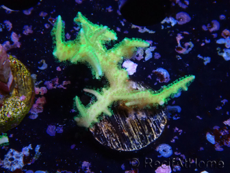 WYSIWYG Seriatopora histrix green