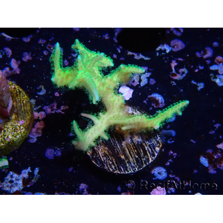 WYSIWYG Seriatopora histrix green