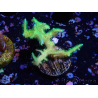 WYSIWYG Seriatopora histrix grün