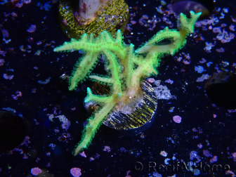 WYSIWYG Seriatopora histrix verde