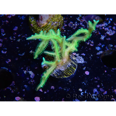 WYSIWYG Seriatopora histrix green