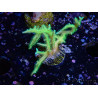WYSIWYG Seriatopora histrix verde