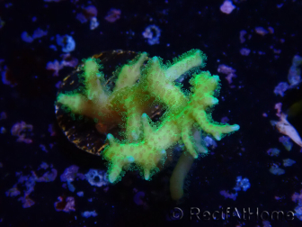 WYSIWYG Seriatopora histrix green