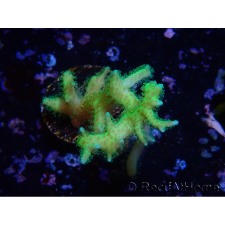 WYSIWYG Seriatopora histrix verde