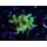 WYSIWYG Seriatopora histrix grün