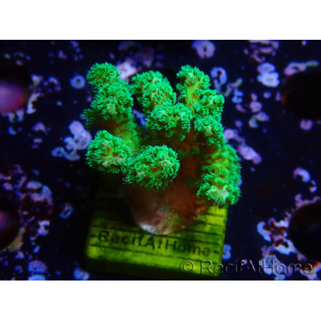 WYSIWYG Pocillopora damicormis gelb-grün