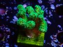WYSIWYG Pocillopora damicormis jaune vert