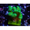 WYSIWYG Pocillopora damicormis jaune vert
