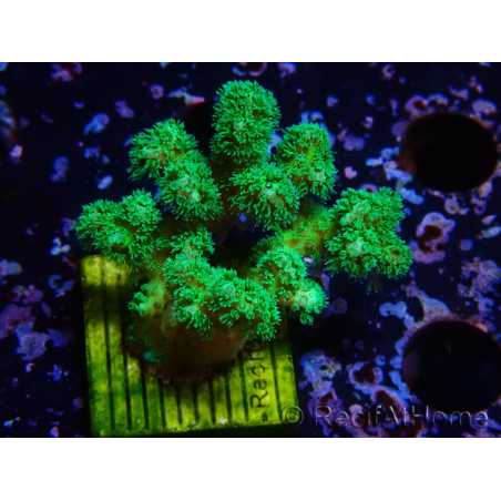 WYSIWYG Pocillopora damicornis amarillo verde