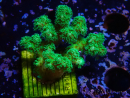 WYSIWYG Pocillopora damicornis amarillo verde