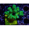 WYSIWYG Pocillopora damicornis amarillo verde