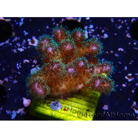 WYSIWYG Pocillopora damicornisrose