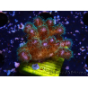 WYSIWYG Pocillopora damicornis rosa