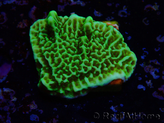 WYSIWYG Montipora confusa