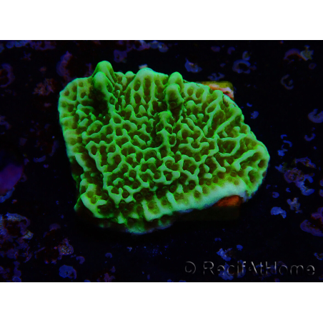 WYSIWYG Montipora confusa