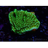 WYSIWYG Montipora confusa
