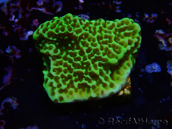 WYSIWYG Montipora confusa