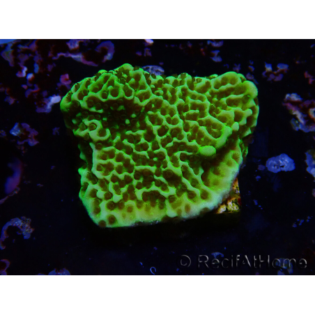 WYSIWYG Montipora confusa
