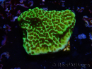 WYSIWYG Montipora confusa