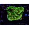 WYSIWYG Montipora confusa