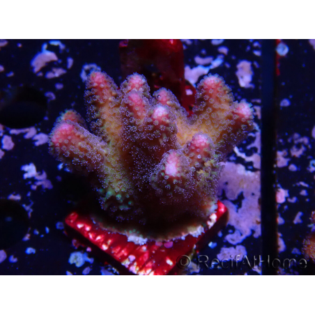 WYSIWYG Stylophora pistillata Rosa