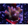 WYSIWYG Stylophora pistillata Pink 1F1