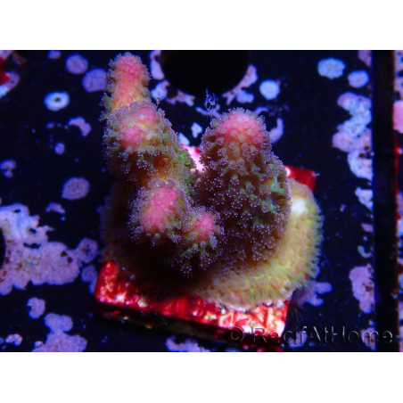 WYSIWYG Stylophora pistillata Pink