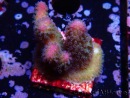 WYSIWYG Stylophora pistillata Pink