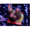 WYSIWYG Stylophora pistillata Pink
