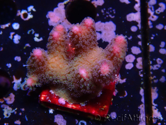 WYSIWYG Stylophora pistillata Pink 1F3
