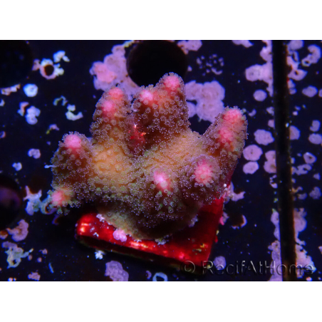 WYSIWYG Stylophora pistillata Rosa