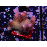 WYSIWYG Stylophora pistillata Pink