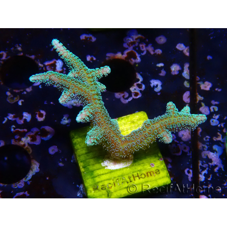 WYSIWYG Seriatopora caliendrum Hybrid (Uccello del paradiso-Neon) 1F5