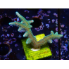 WYSIWYG Seriatopora caliendrum Hybrid (Bird of paradise-Neon) 1F5