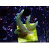 WYSIWYG Seriatopora caliendrum Hybrid (Paradiesvogel-Neon) 1F6