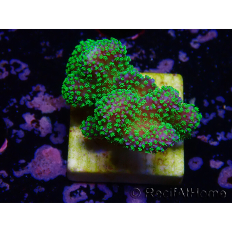 WYSIWYG Stylophora Rose fluoreszierende grüne Polypen