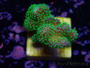 WYSIWYG Stylophora Rose fluoreszierende grüne Polypen