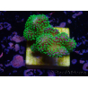 WYSIWYG Stylophora Rose polypes vert fluo