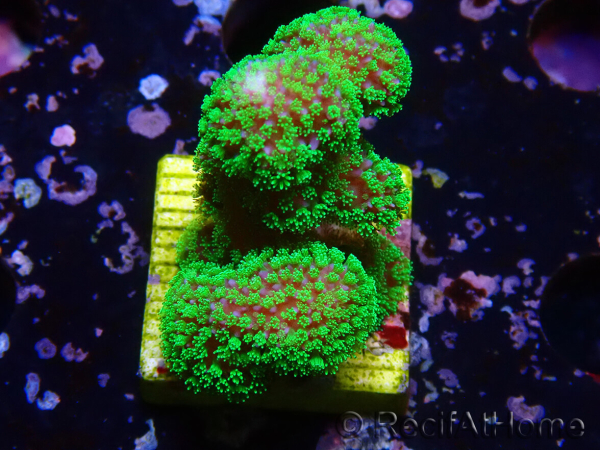 WYSIWYG Stylophora Rose polypes vert fluo 1H5