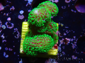 WYSIWYG Stylophora Rose polypes vert fluo