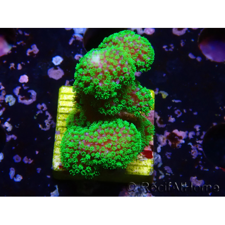 WYSIWYG Stylophora Rose fluoreszierend grüne Polypen