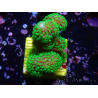 WYSIWYG Stylophora Rose polypes vert fluo
