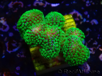 WYSIWYG Stylophora Rose polypes vert fluo