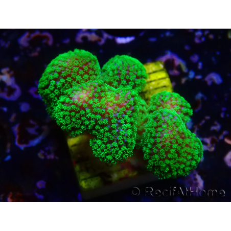 WYSIWYG Stylophora Rosa pólipos verde flúor