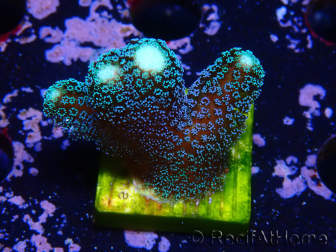 WYSIWYG Stylophora milka