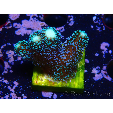 WYSIWYG Stylophora milka